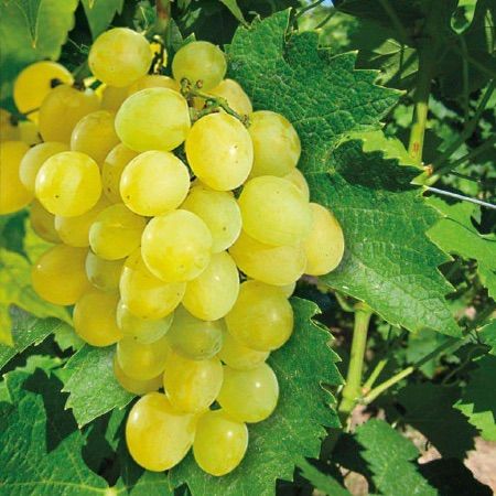 Vigne (Raisin blanc) - Racines nues - 1 an