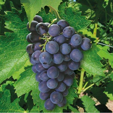 Vigne (Raisin noir) - Pot 1L - 1 an