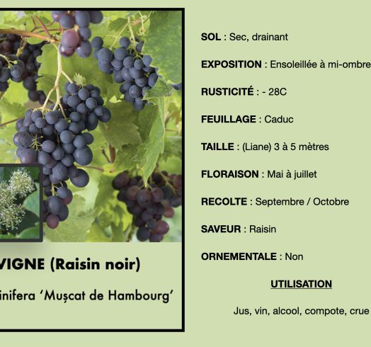 vigne-noire-1_0.jpeg