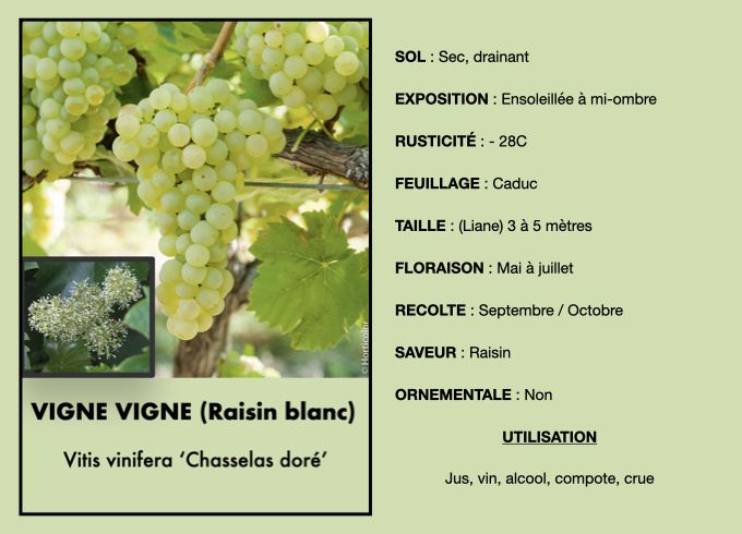 vigne-blanche-1_0.jpeg
