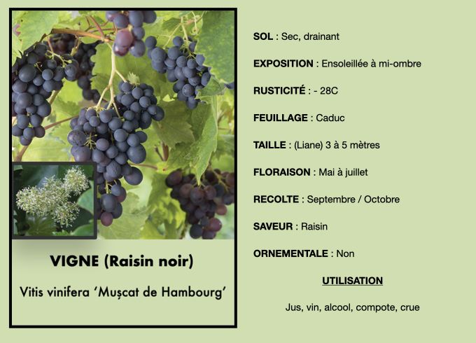 vigne-noire-1_0.jpeg