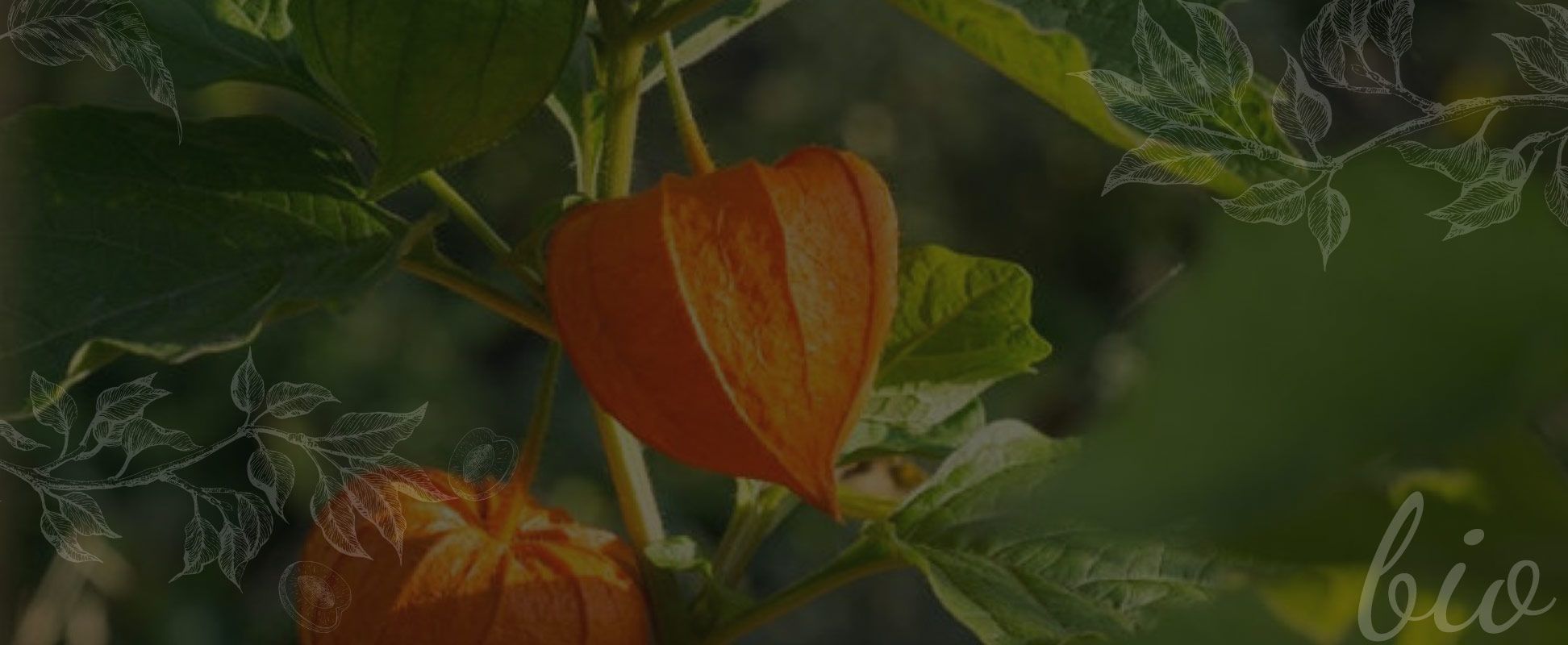 La pépinière comestible